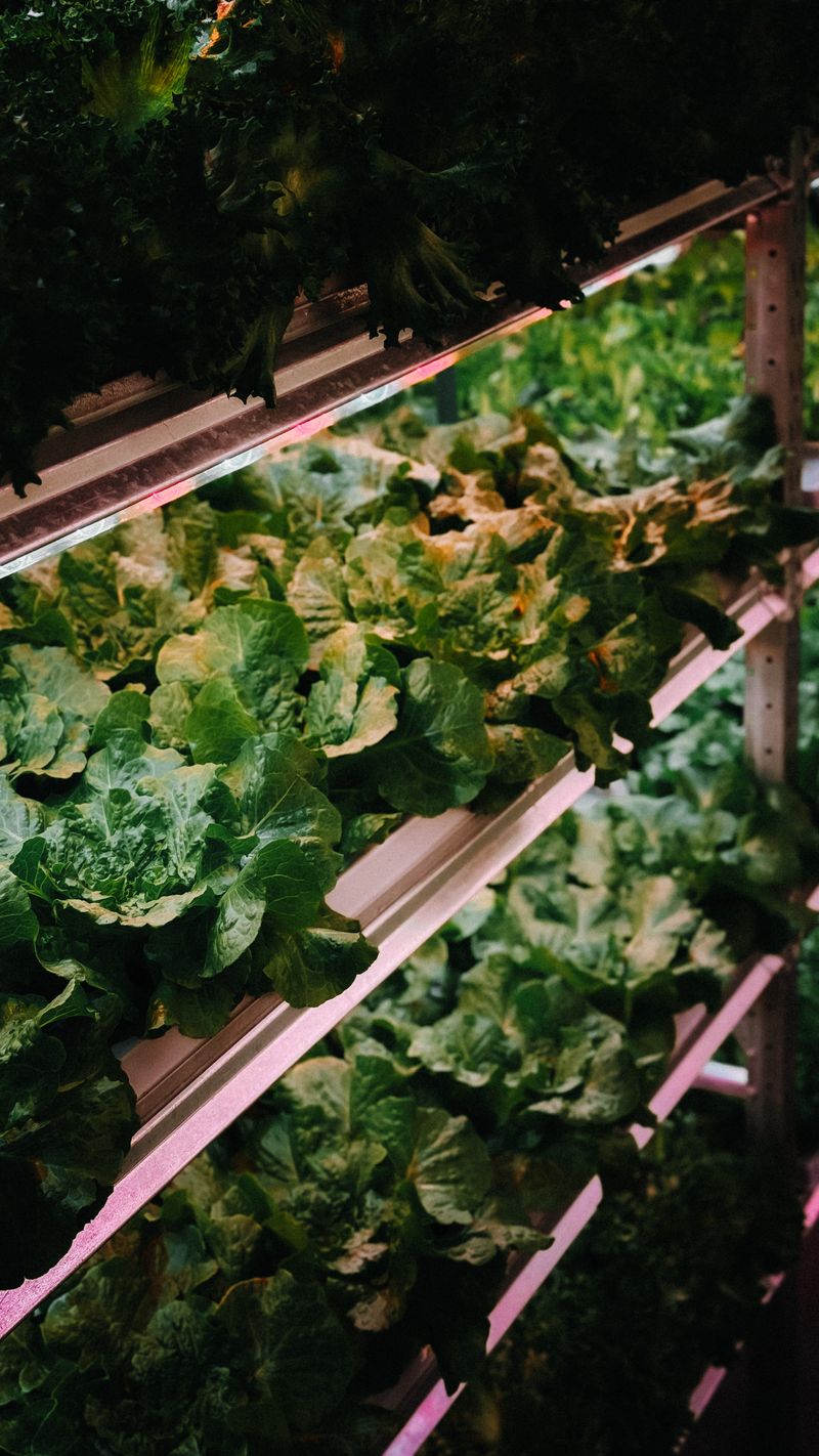 Automated vertical farming rack systems